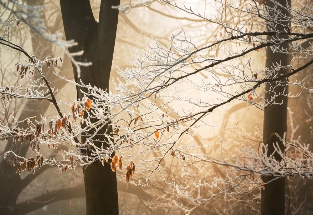 Prognoza meteo 29 ianuarie - Vreme rece în toată țara