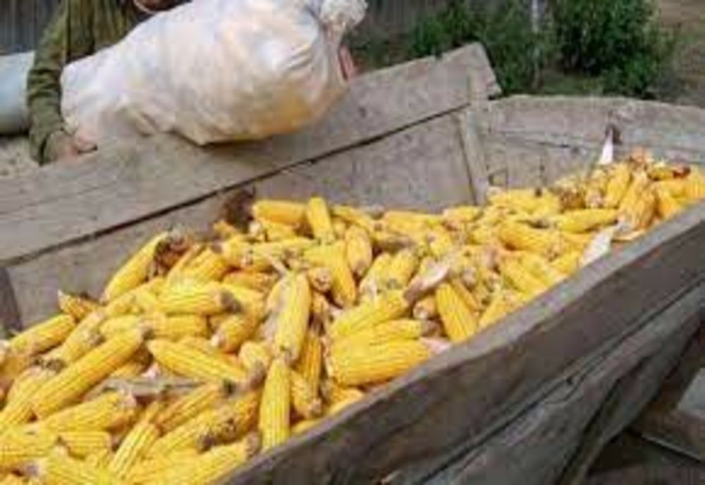 Porumb contaminat din România - Olanda a notificat Sistemul de Alertă Rapidă pentru aflatoxină - Cât de toxică este