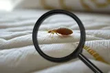 Zbor anulat după ce ploșnițele de pat au mușcat pasagerii. Turiștii au rămas blocați la Roma