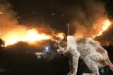 Descoperire macabră în Italia. Cum sunt folosite pisicile pentru a provoca incendii de vegetație