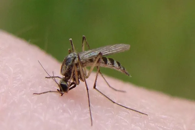 Alertă în Grecia: 110 cazuri de infectare cu virsul West Nile! 9 persoane au murit