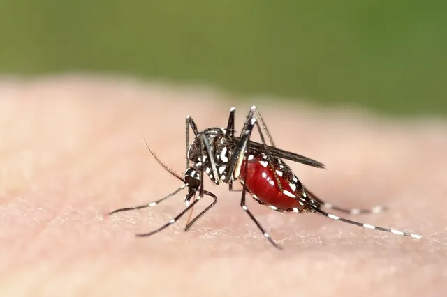 Alertă sanitară în Grecia: 13 decese și 157 de cazuri de West Nile. Zonele cele mai afectate