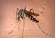 Alertă West Nile, virusul purtat de țânțari. 3 români au murit în ultima săptămână. Care sunt simptomele?