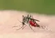 Alertă sanitară în Grecia: 13 decese și 157 de cazuri de West Nile. Zonele cele mai afectate